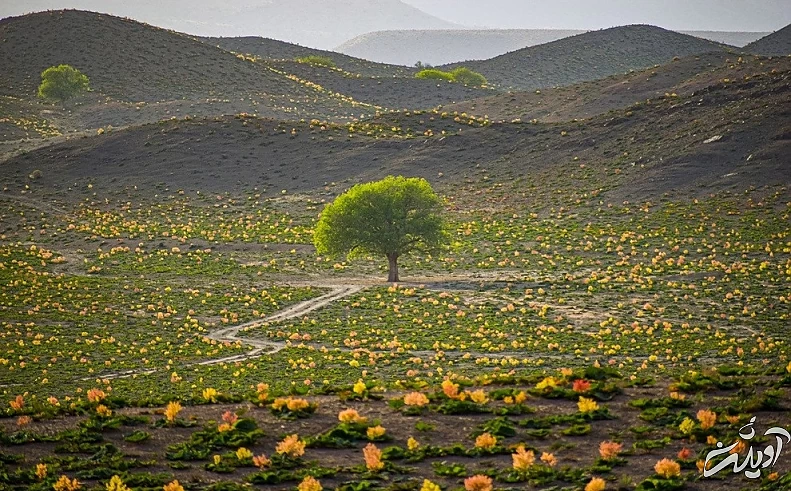 (تصاویر) دشت ریواس